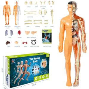 Human Body Anatomy Model – DIY Skeleton & Organ Assembly Science Kit for Kids, STEM Learning Toy for Classroom & Home Education