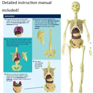 Alternative view of Human Body Anatomy Model – DIY Skeleton & Organ Assembly Science Kit for Kids, STEM Learning Toy for Classroom & Home Education