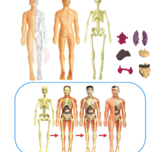 Human Body Anatomy Model – DIY Skeleton & Organ Assembly Science Kit for Kids, STEM Learning Toy for Classroom & Home Education - Image 3