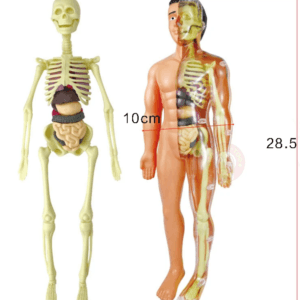 Human Body Anatomy Model – DIY Skeleton & Organ Assembly Science Kit for Kids, STEM Learning Toy for Classroom & Home Education - Image 4