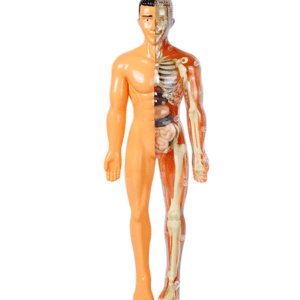 Human Body Anatomy Model – DIY Skeleton & Organ Assembly Science Kit for Kids, STEM Learning Toy for Classroom & Home Education - Image 5
